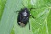 Sehirus morio